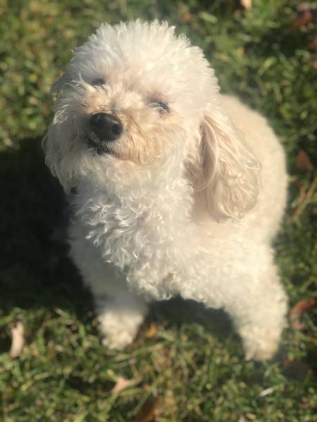 istock Small white dog in green grass 2191789371