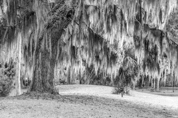 One of many trees in the city of Charleston, SC that has Spanish Moss hanging from its.  Spanish moss is known for its long, draping strands that hang from trees, particularly in warm, humid climates such as Charleston, SC.
