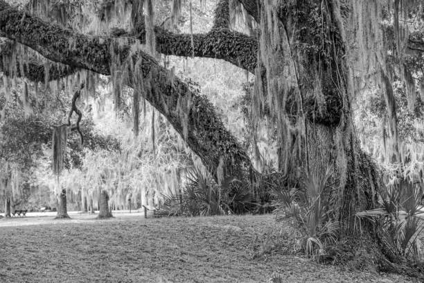 A paved road leads through a live oak forest with Spanish Moss hanging from the trees