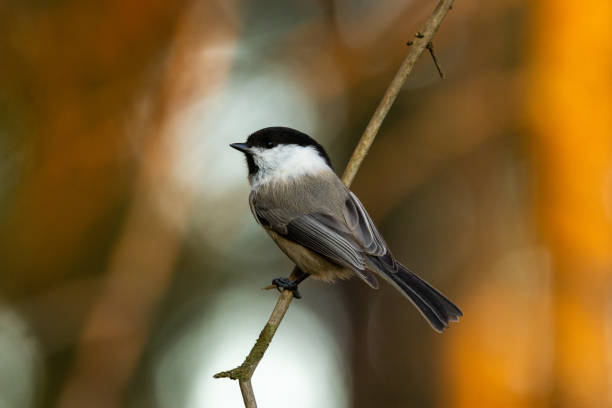 istock Small Willow tit perching on a Norway spruce branch during an autumn evening with a beautiful light in a boreal forest in Estonia 2191790530