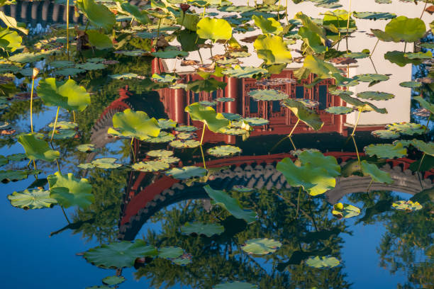 Traditional Chinese building and bonsai trees near the lake at Nan Lian Garden - public garden in Hong Kong