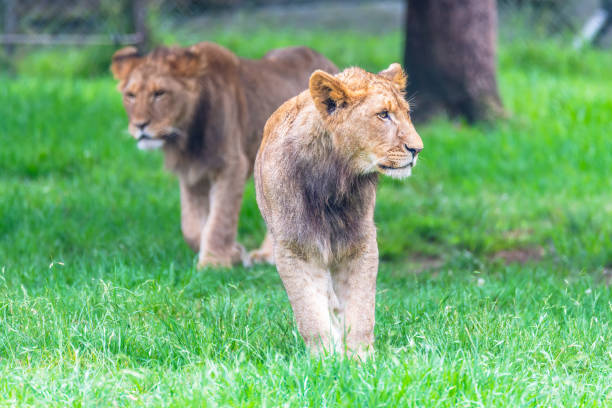 The Asiatic lion, also known as the Persian lion,  Panthera leo leo. Panthera leo persica. India. Male and femal animals.