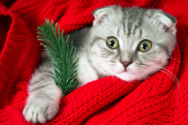istock Furry Friend Wrapped in Red for Winter Celebrations 2191794857