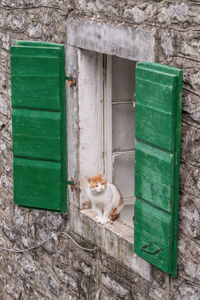 istock Ginger and white cat sitting on window sill with green shutters 2191794952