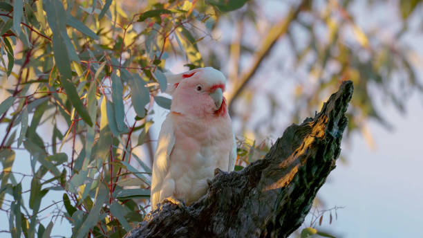 istock female major mitchell's cockatoo perching in a tree 2191795158
