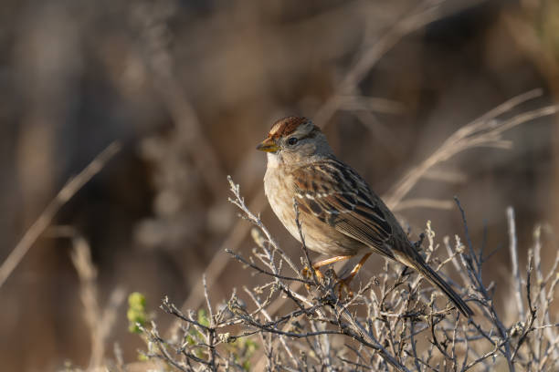 istock Golden-crowned Sparrow III 2191795400