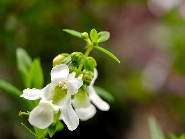 photograph showcasing the delicate beauty of Angelonia angustifolia, commonly known as narrowleaf angelon or willowleaf angelon. The image focuses on a vibrant green stem adorned with lanceolate (narrow, tapering) leaves and clusters of pristine white photograph showcasing the delicate beauty of angelonia angustifolia, commonly known as narrowleaf angelon or willowleaf angelon. the image focuses on a vibrant green stem adorned with lanceolate (narrow, tapering) leaves and clusters of pristine white