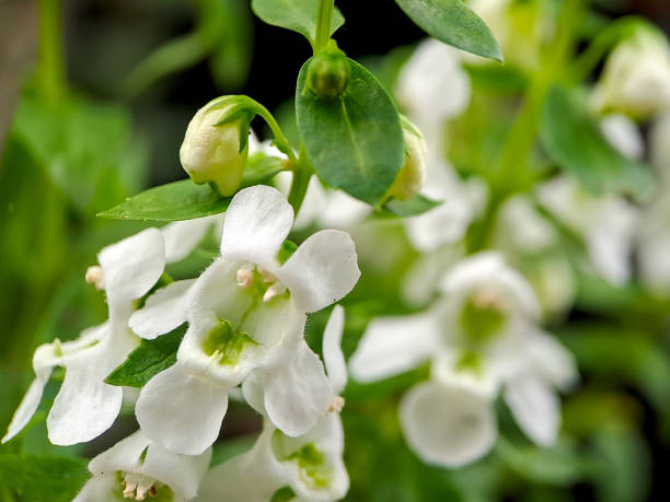 photograph showcasing the delicate beauty of Angelonia angustifolia, commonly known as narrowleaf angelon or willowleaf angelon. The image focuses on a vibrant green stem adorned with lanceolate (narrow, tapering) leaves and clusters of pristine white photograph showcasing the delicate beauty of angelonia angustifolia, commonly known as narrowleaf angelon or willowleaf angelon. the image focuses on a vibrant green stem adorned with lanceolate (narrow, tapering) leaves and clusters of pristine white