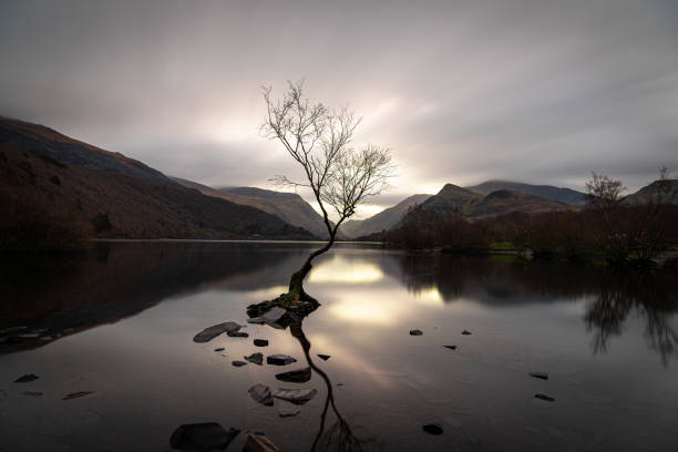 Scenic view of a lone tree growing from rocks in calm water with mountains reflecting in the lake at dawn in Snowdonia National Park, Wales