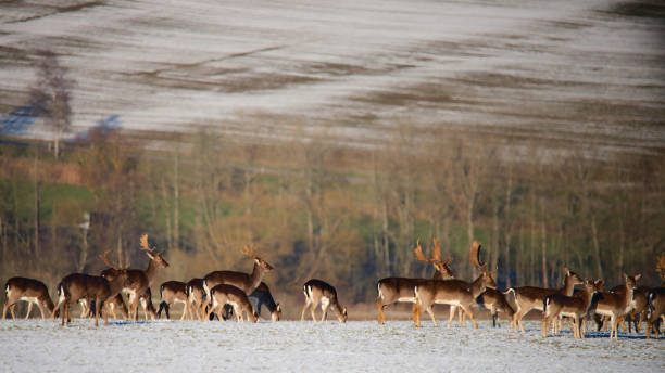 istock Deer herd grazing peacefully on frosty meadow. 2191798904