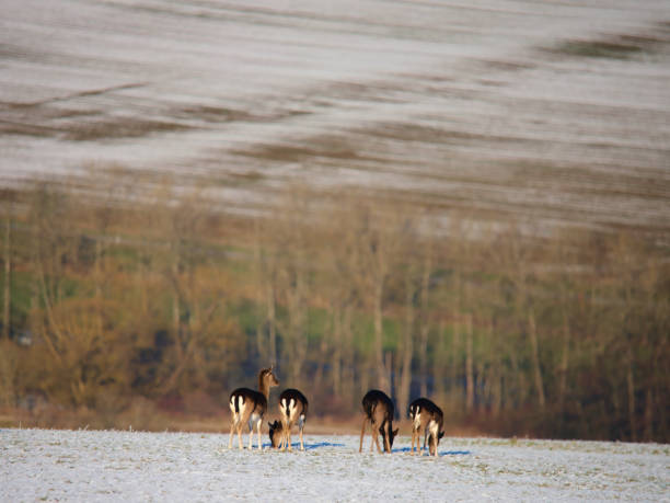 istock Small group of deer feeding in frost-covered pasture 2191798998