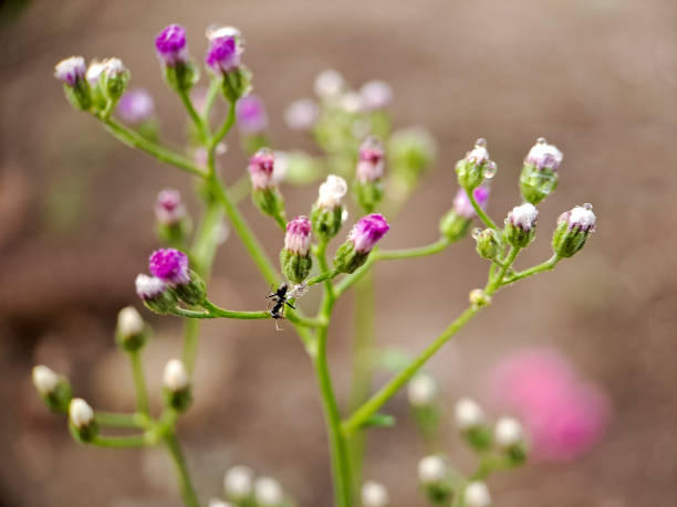 photograph of the distinctive flower heads of Emilia sonchifolia, commonly known as red tasselflower or Cupids shaving brush. The small, cylindrical flower heads display a vibrant magenta pink to reddish purple color fotografía de las distintivas cabezas de flores de emilia sonchifolia, comúnmente conocida como brocha de afeitar de cupido o tasselflower rojo. las pequeñas cabezas de flores cilíndricas muestran un vibrante color rosa magenta a púrpura rojizo