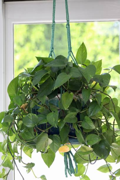 istock Golden Pothos Houseplant 2191801311