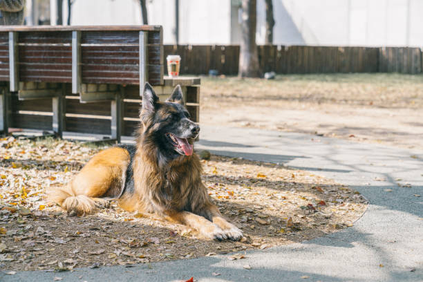 Young German Shepherd dog lying down on the grass in the city park