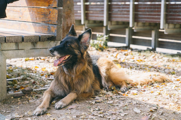Young German Shepherd dog lying down on the grass in the city park