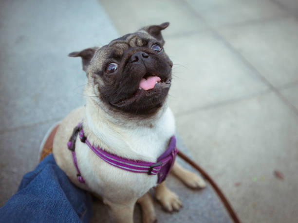 portrait of a pug dog
