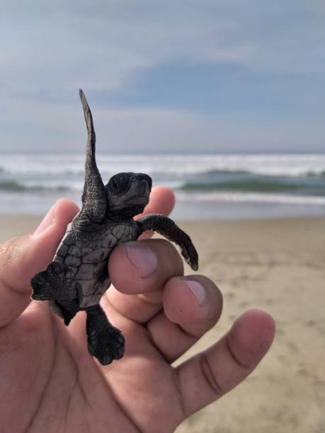 istock The happiness of a turtle 2191801644