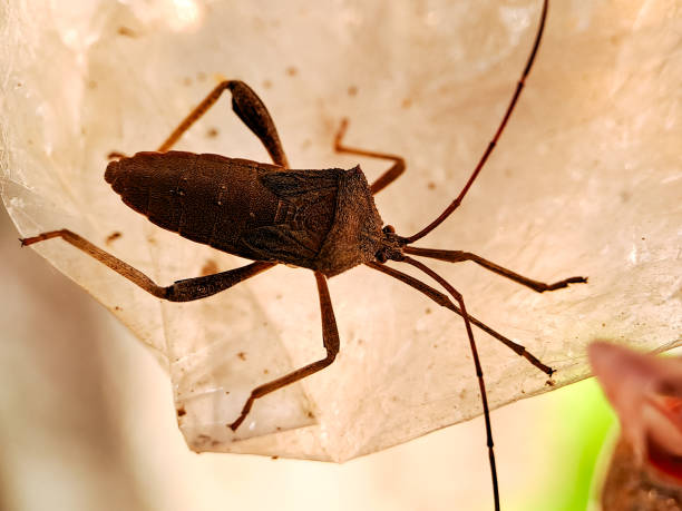 photograph of a leaf footed bug, likely belonging to the Coreidae family, perched on a translucent, possibly plastic, surface. The insect exhibits a predominantly brown coloration with distinctive fotografía de un insecto de patas de hoja, probablemente perteneciente a la familia coreidae, posado sobre una superficie translúcida, posiblemente de plástico. el insecto exhibe una coloración predominantemente marrón con características