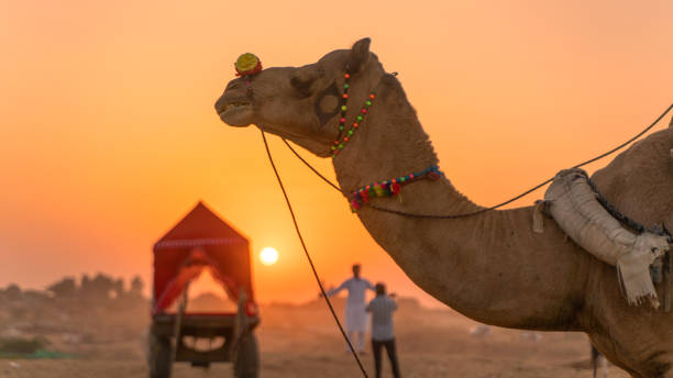 istock Camel at Sunset During the Pushkar Camel Fair in Rajasthan, India 2191803201
