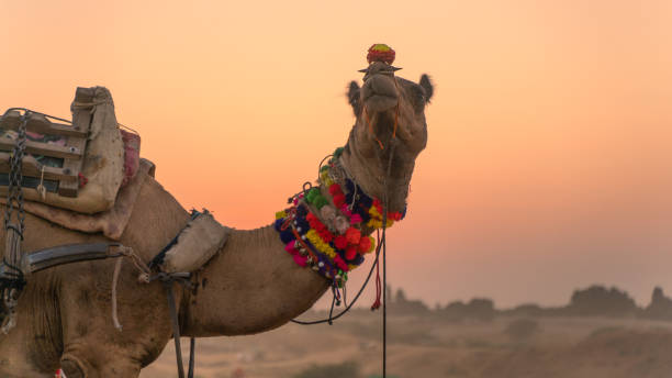 istock Camel at Sunset During the Pushkar Camel Fair in Rajasthan, India 2191803215