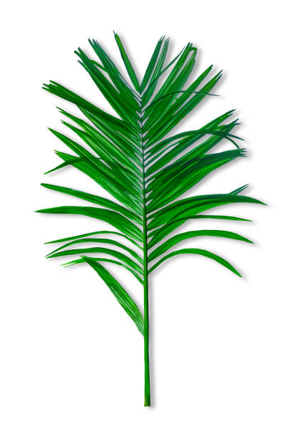 istock green palm tree branch isolated on white background, A Green Betel nut tree branch on transparent background, a palm tree with leaves on a transparent background 2191803650