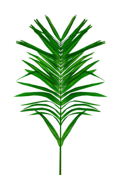 green palm tree branch isolated on white background, A Green Betel nut tree branch on transparent background, a palm tree with leaves on a transparent background