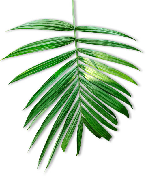 istock A single Betel nut tree branch close up image on white background, palm tree branch photo, Betel nut tree branch isolated, palm leaf on transparent background, green palm tree branch transparent 2191803684
