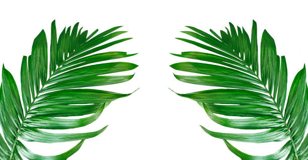 istock two palm leaves frame on a white background, Betel nut tree branch with green leaves mockup on a transparent background,  Betel nut tree branch set, green palm leaf frame, 2191803685