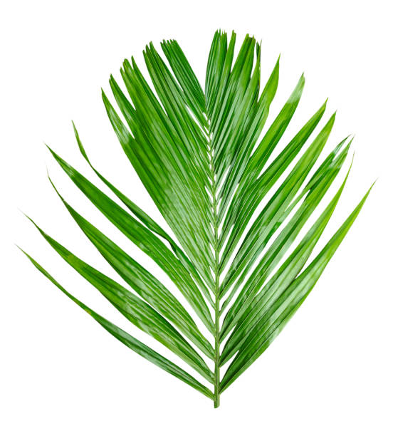 istock A Green Betel nut tree branch  isolated on white, palm leaf on transparent background, green palm tree branch isolated on white background, A Green Betel nut tree branch on png background, 2191803686