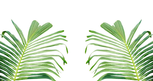 istock A coconut tree branch frame on transparent background, palm tree branch isolated on white background, fern leaf isolated on white, a green palm plant with leaves on a png, two palm leaves on  png 2191803721
