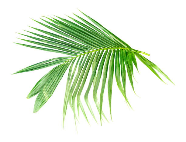 istock A coconut tree branch leaf on transparent background, palm tree branch isolated on white background 2191803723