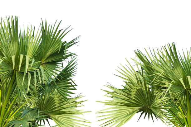 istock A image of Palm tree Frame perfect for design, nature-themed projects, or as a decorative element, Lush Green Fan palm tree Leaves Arranged for frame mockup on png background, The fan palm 2191803734