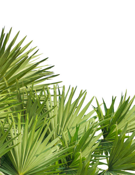 istock palm leaves on a whitet background,  palm trees frame mockup on a transparent background, palm tree isolated on png, A image of Palm tree 2191803750