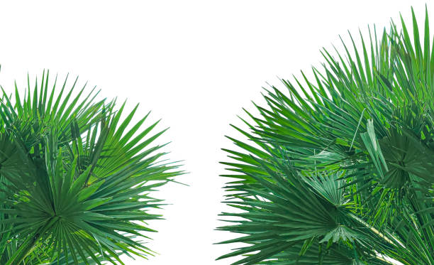 istock A image of Palm tree Frame perfect for design, nature-themed projects, or as a decorative element, Lush Green Fan palm tree Leaves Arranged in a Balanced Composition on png background, The fan palm branches of the tree are thin and pointed, natural textur 2191803751