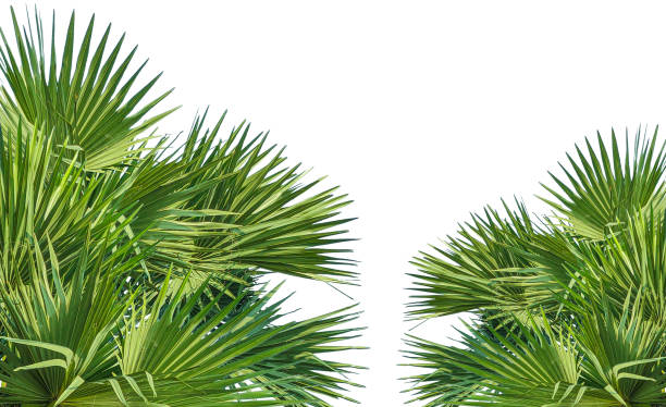 istock A image of Palm tree Frame perfect for design, nature-themed projects, or as a decorative element, Lush Green Fan palm tree Leaves Arranged for frame mockup on png background, The fan palm 2191803759