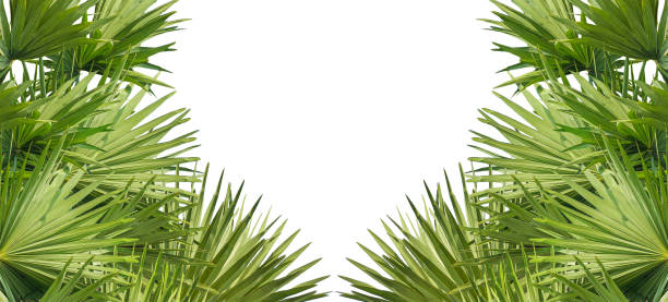 A image of Palm tree Frame perfect for design, nature-themed projects, or as a decorative element, Lush Green Fan palm tree Leaves Arranged in a Balanced Composition on png background, The fan palm branches of the tree are thin and pointed, natural textur