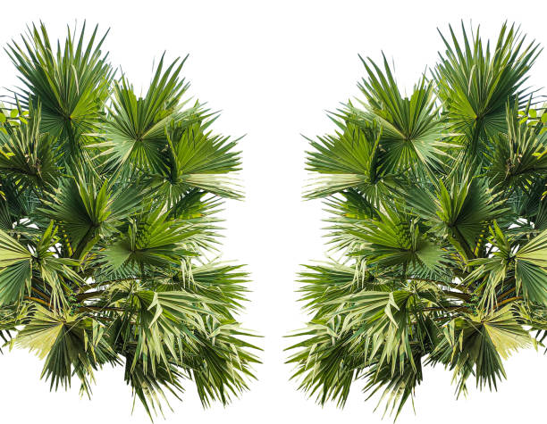 A image of Palm tree Frame perfect for design, nature-themed projects, or as a decorative element, Lush Green Fan palm tree Leaves Arranged in a Balanced Composition on png background, The fan palm branches of the tree are thin and pointed, natural textur