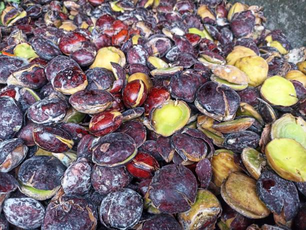 istock jengkol display in traditional markets. Archidendron pauciflorum 2191804206