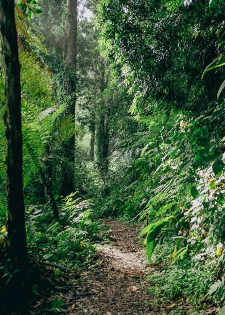 istock A winding pathway through a lush green forest, perfect for adventure, exploration, and nature themed visuals 2191805986