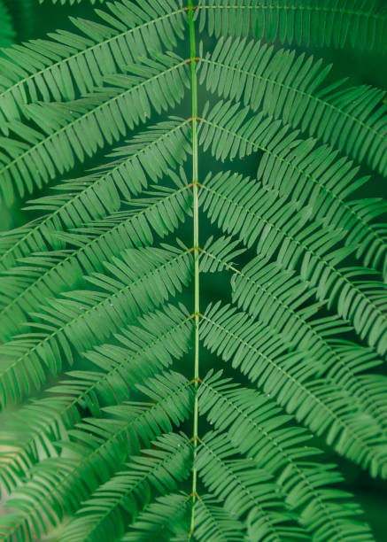 istock Vibrant fern fronds photographed close up, featuring geometric leaf patterns and subtle water drops, perfect for nature themes 2191806019