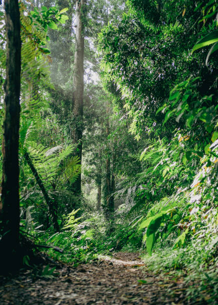 istock A dirt pathway winds through a lush tropical forest, surrounded by vibrant foliage and towering natural beauty 2191806094