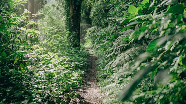 Lush forest pathway with abundant greenery and dappled sunlight, ideal for outdoor adventure and exploration themes