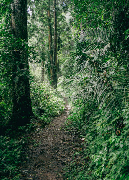 istock Forest pathway covered by a lush canopy, surrounded by ferns and towering trees, highlighting nature's beauty and calm 2191806143