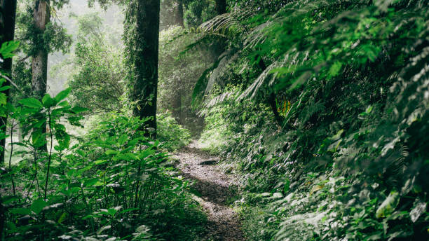 istock Scenic jungle pathway winding through dense vegetation and tall trees, capturing the beauty of the natural wilderness. 2191806200