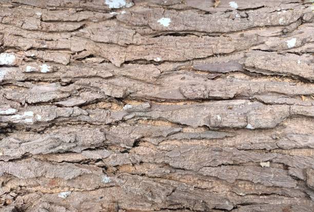 istock Cracked Texture of Wooden Bark 2191806559