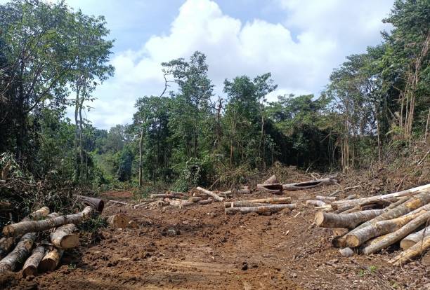 istock Pile of Wood Logs At the Forest 2191808522