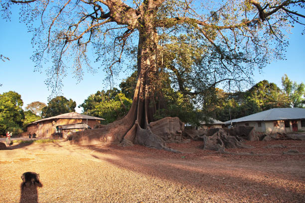 Baobab trees hovering over green bush land in savannah landscape against clear blue sky. It is north of Toliara near South West coast of Madagascar.