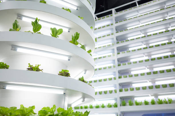 istock modern vertical hydroponic farming system growing fresh leafy greens 2191815826