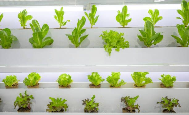 istock An organized vertical farming system featuring neatly aligned rows of fresh leafy greens under artificial lighting. 2191815832