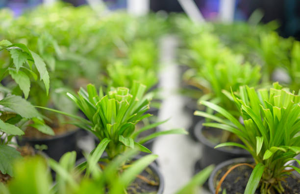 Lush green plants in individual pots, thriving under controlled conditions in an indoor farming facility. This scene highlights the potential of sustainable agriculture and efficient plant growth
